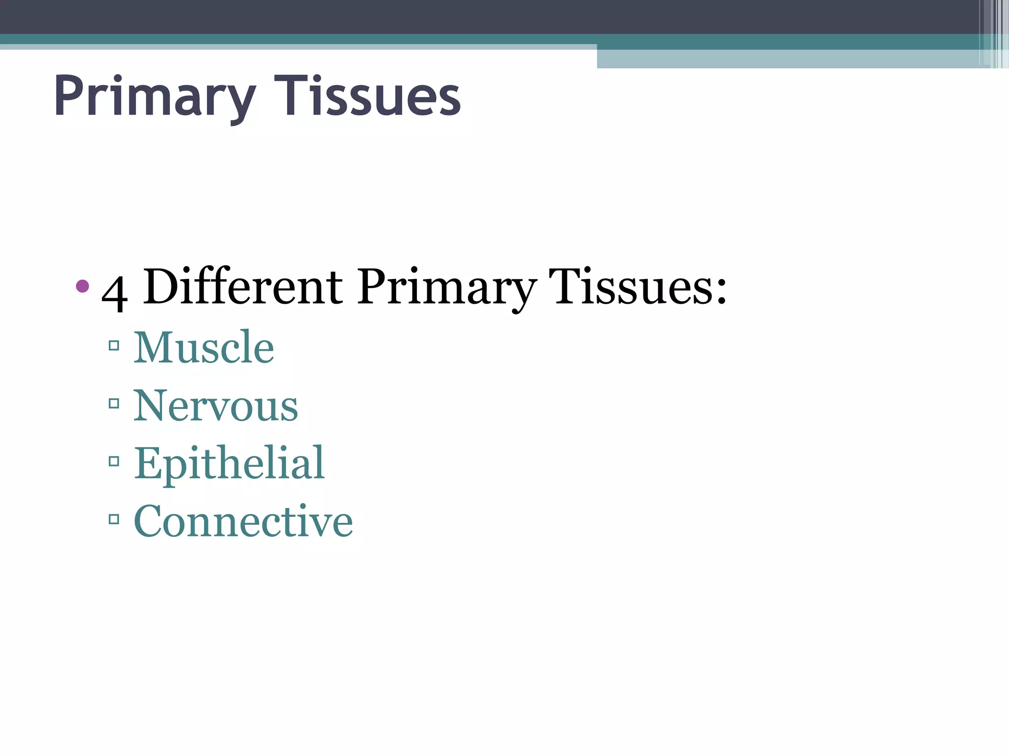 Primary Tissues
• 4 Different Primary Tissues:
▫ Muscle
▫ Nervous
▫ Epithelial
▫ Connective
 