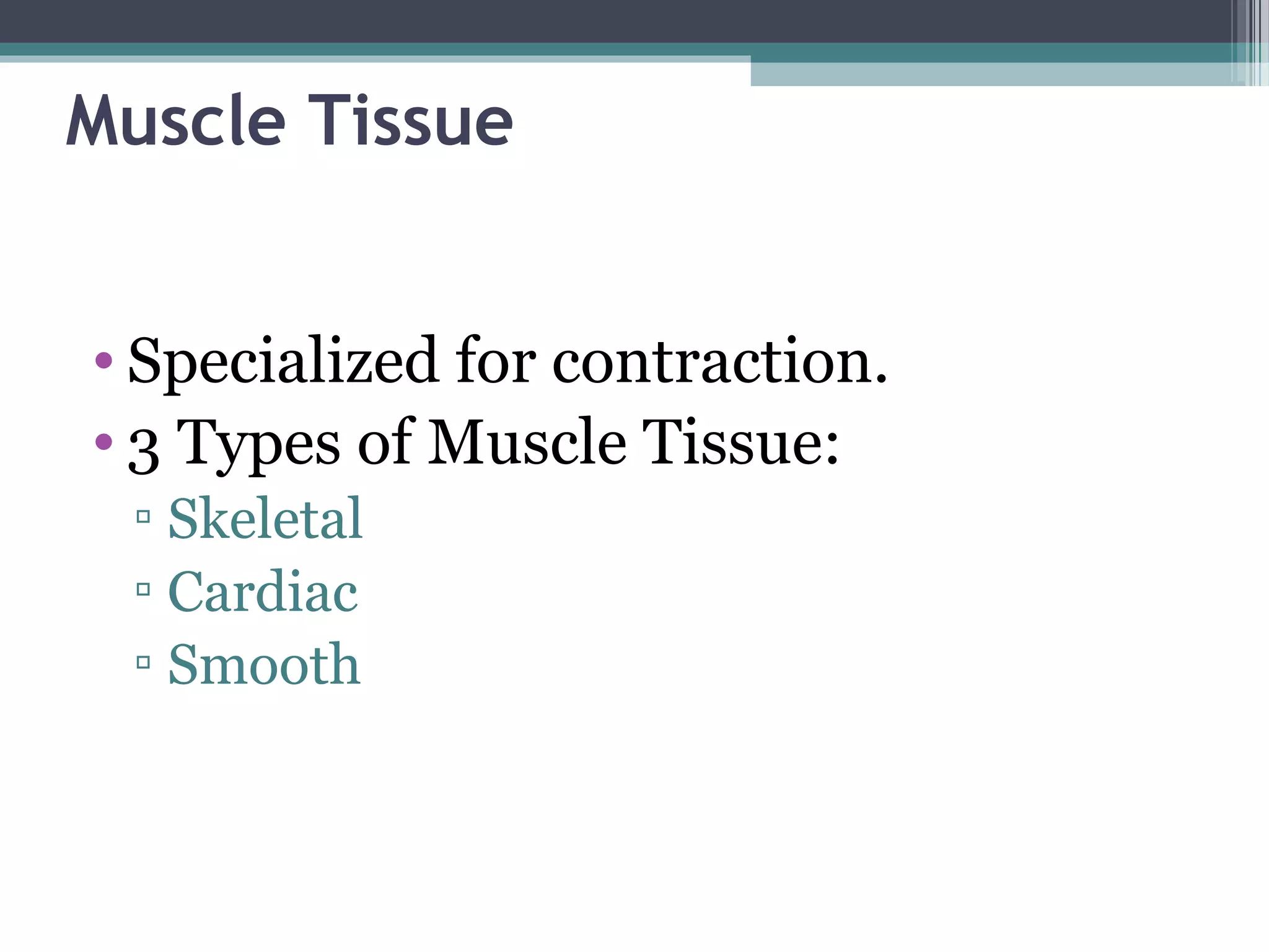 Muscle Tissue
• Specialized for contraction.
• 3 Types of Muscle Tissue:
▫ Skeletal
▫ Cardiac
▫ Smooth
 