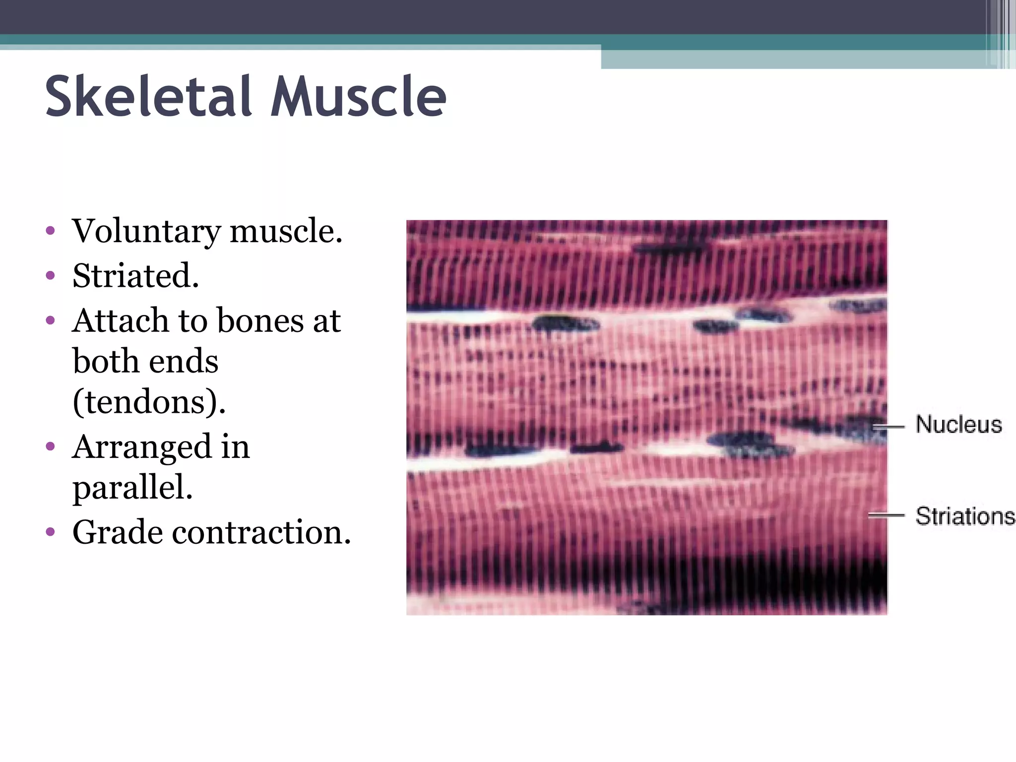 Skeletal Muscle
• Voluntary muscle.
• Striated.
• Attach to bones at
both ends
(tendons).
• Arranged in
parallel.
• Grade contraction.
 