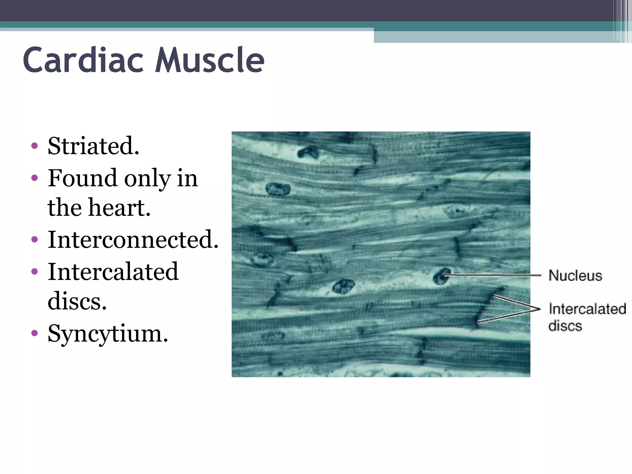 Cardiac Muscle
• Striated.
• Found only in
the heart.
• Interconnected.
• Intercalated
discs.
• Syncytium.
 