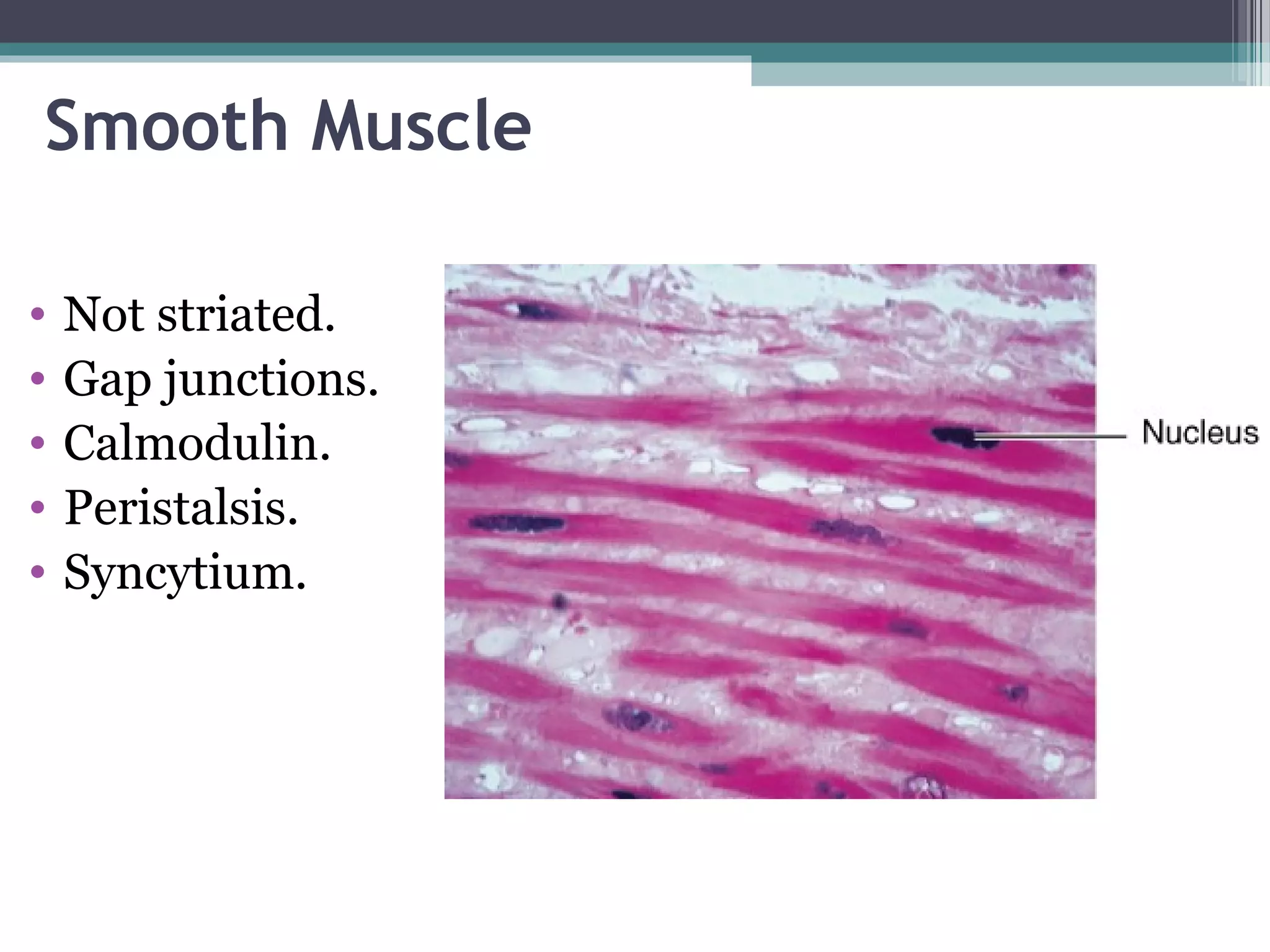 Smooth Muscle
• Not striated.
• Gap junctions.
• Calmodulin.
• Peristalsis.
• Syncytium.
 