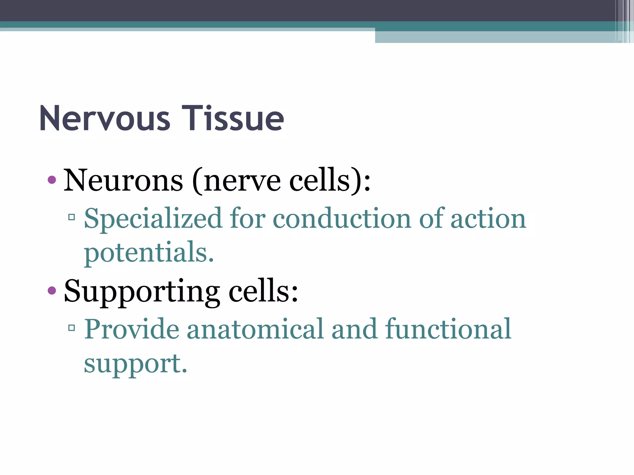 Nervous Tissue
• Neurons (nerve cells):
▫ Specialized for conduction of action
potentials.
• Supporting cells:
▫ Provide anatomical and functional
support.
 
