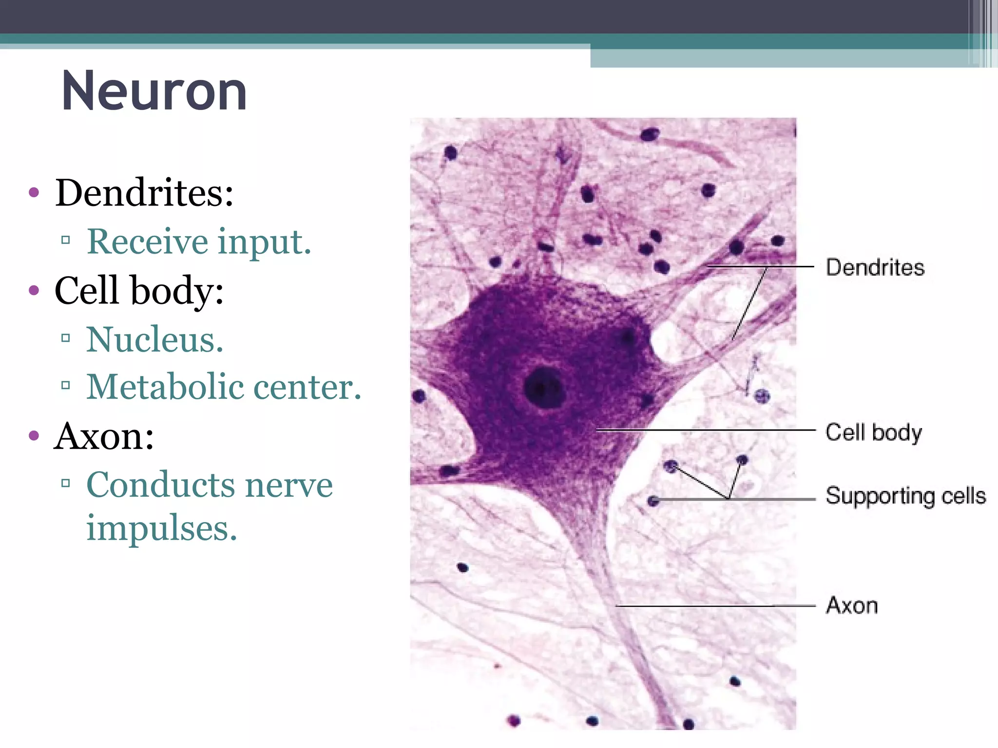Neuron
• Dendrites:
▫ Receive input.
• Cell body:
▫ Nucleus.
▫ Metabolic center.
• Axon:
▫ Conducts nerve
impulses.
 