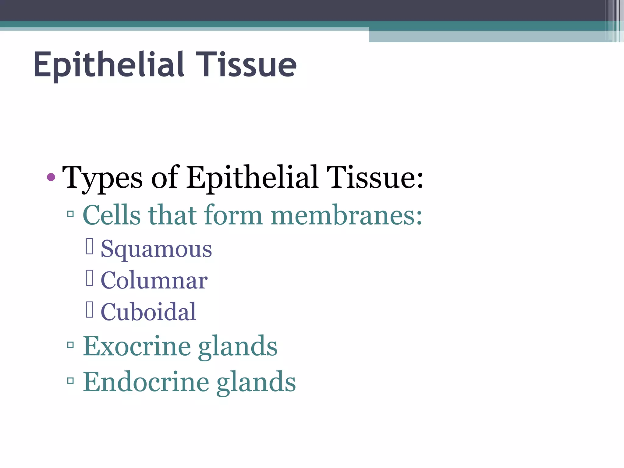 Epithelial Tissue
• Types of Epithelial Tissue:
▫ Cells that form membranes:
 Squamous
 Columnar
 Cuboidal
▫ Exocrine glands
▫ Endocrine glands
 