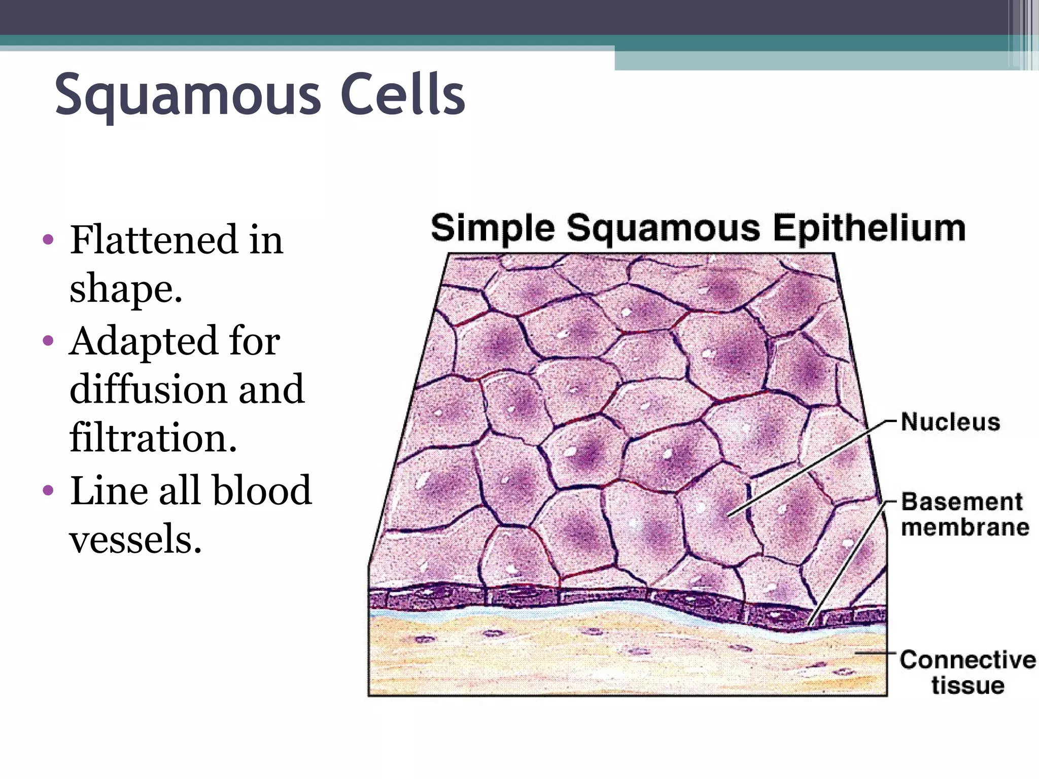 Squamous Cells
• Flattened in
shape.
• Adapted for
diffusion and
filtration.
• Line all blood
vessels.
 