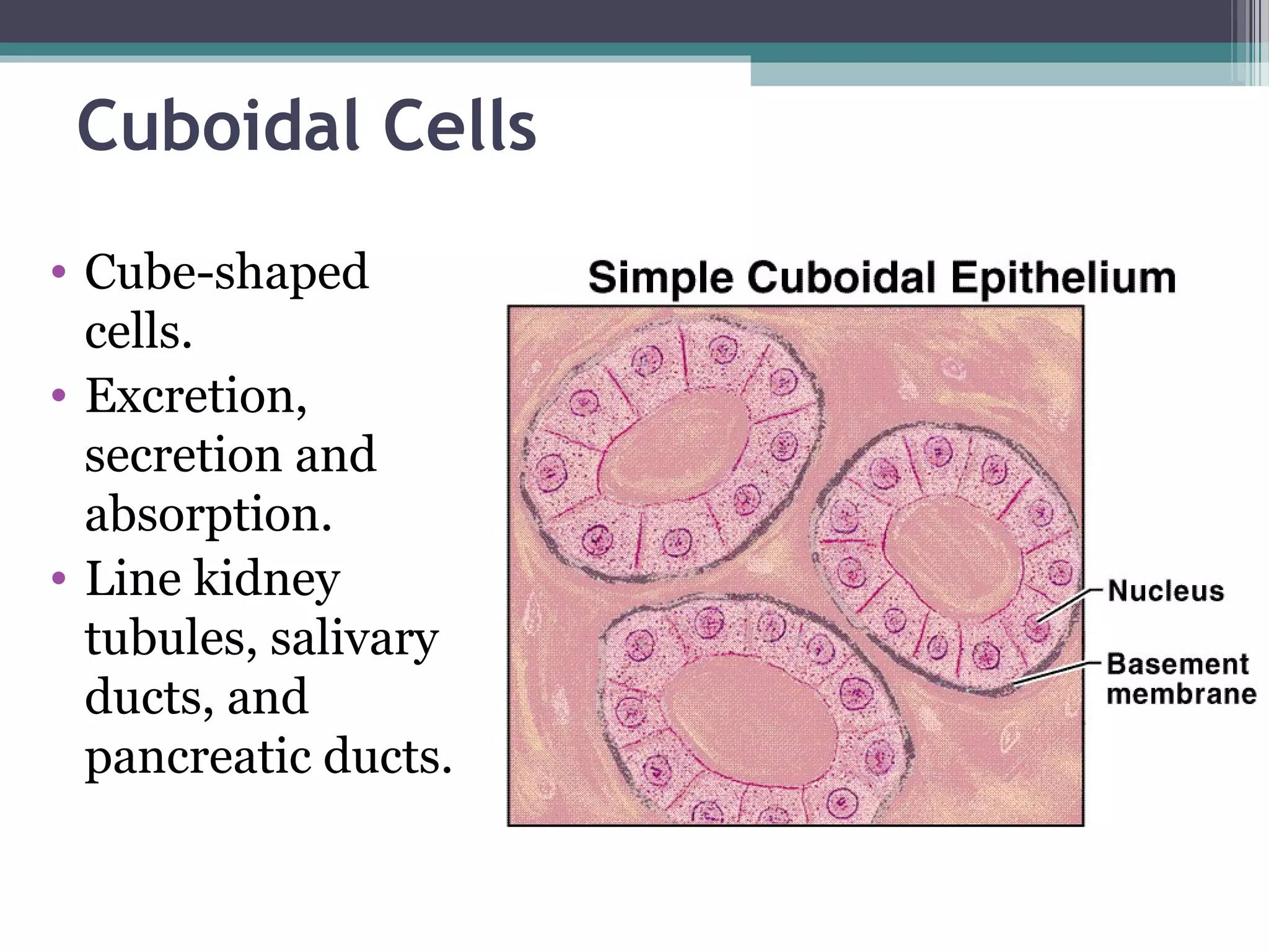 Cuboidal Cells
• Cube-shaped
cells.
• Excretion,
secretion and
absorption.
• Line kidney
tubules, salivary
ducts, and
pancreatic ducts.
 