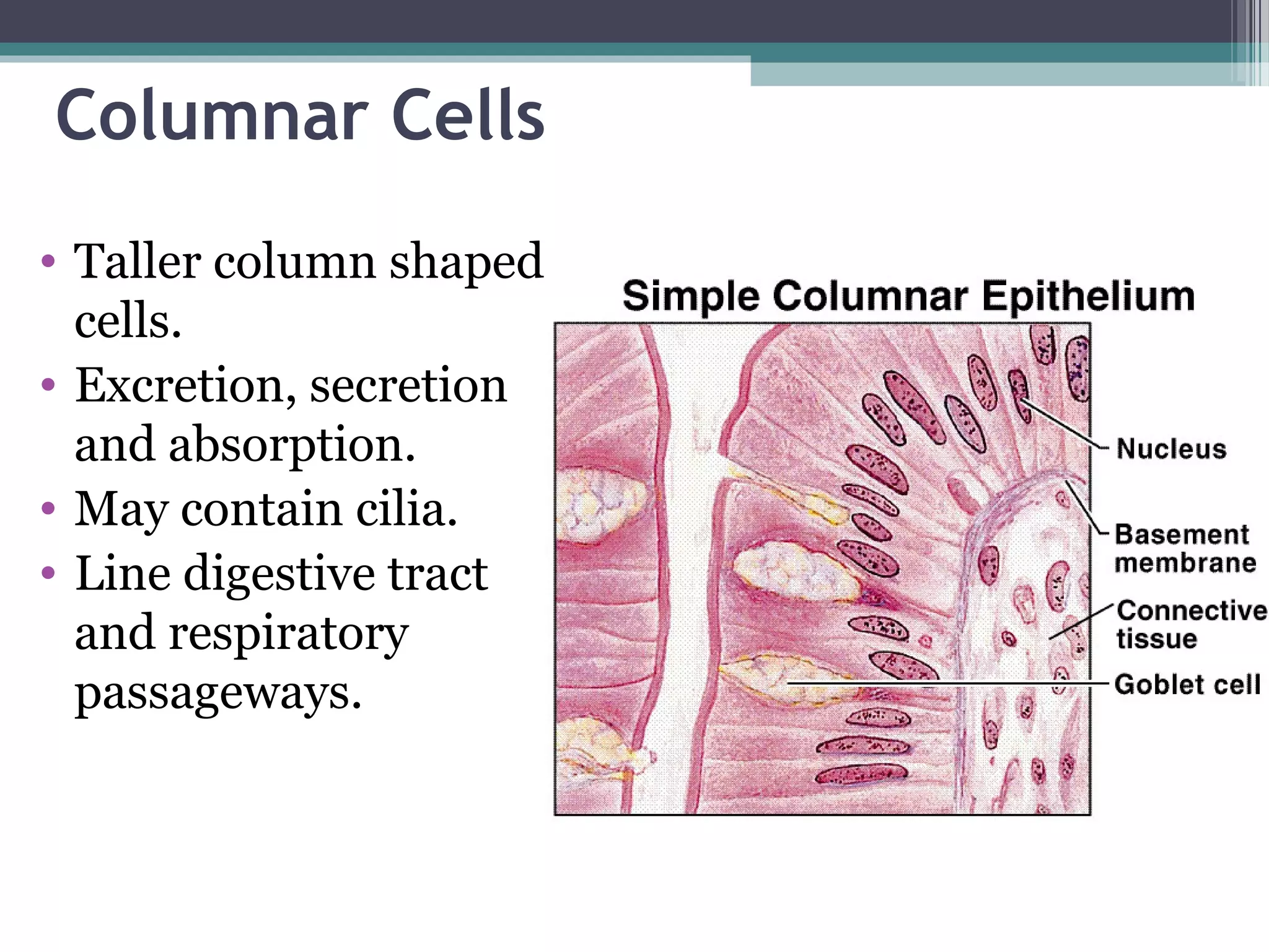Columnar Cells
• Taller column shaped
cells.
• Excretion, secretion
and absorption.
• May contain cilia.
• Line digestive tract
and respiratory
passageways.
 