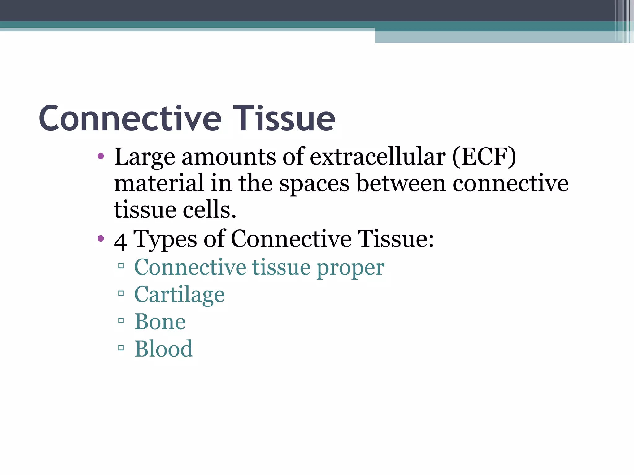 Connective Tissue
• Large amounts of extracellular (ECF)
material in the spaces between connective
tissue cells.
• 4 Types of Connective Tissue:
▫ Connective tissue proper
▫ Cartilage
▫ Bone
▫ Blood
 