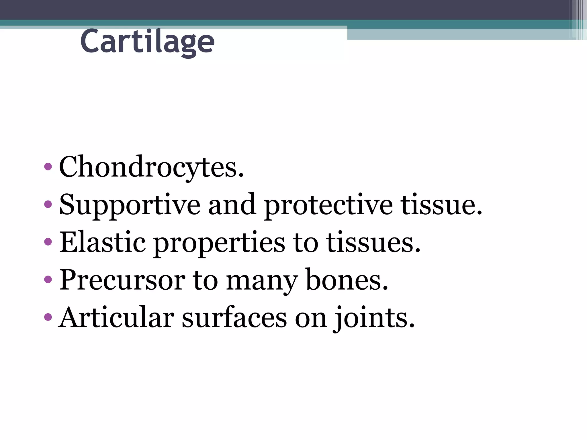 Cartilage
• Chondrocytes.
• Supportive and protective tissue.
• Elastic properties to tissues.
• Precursor to many bones.
• Articular surfaces on joints.
 