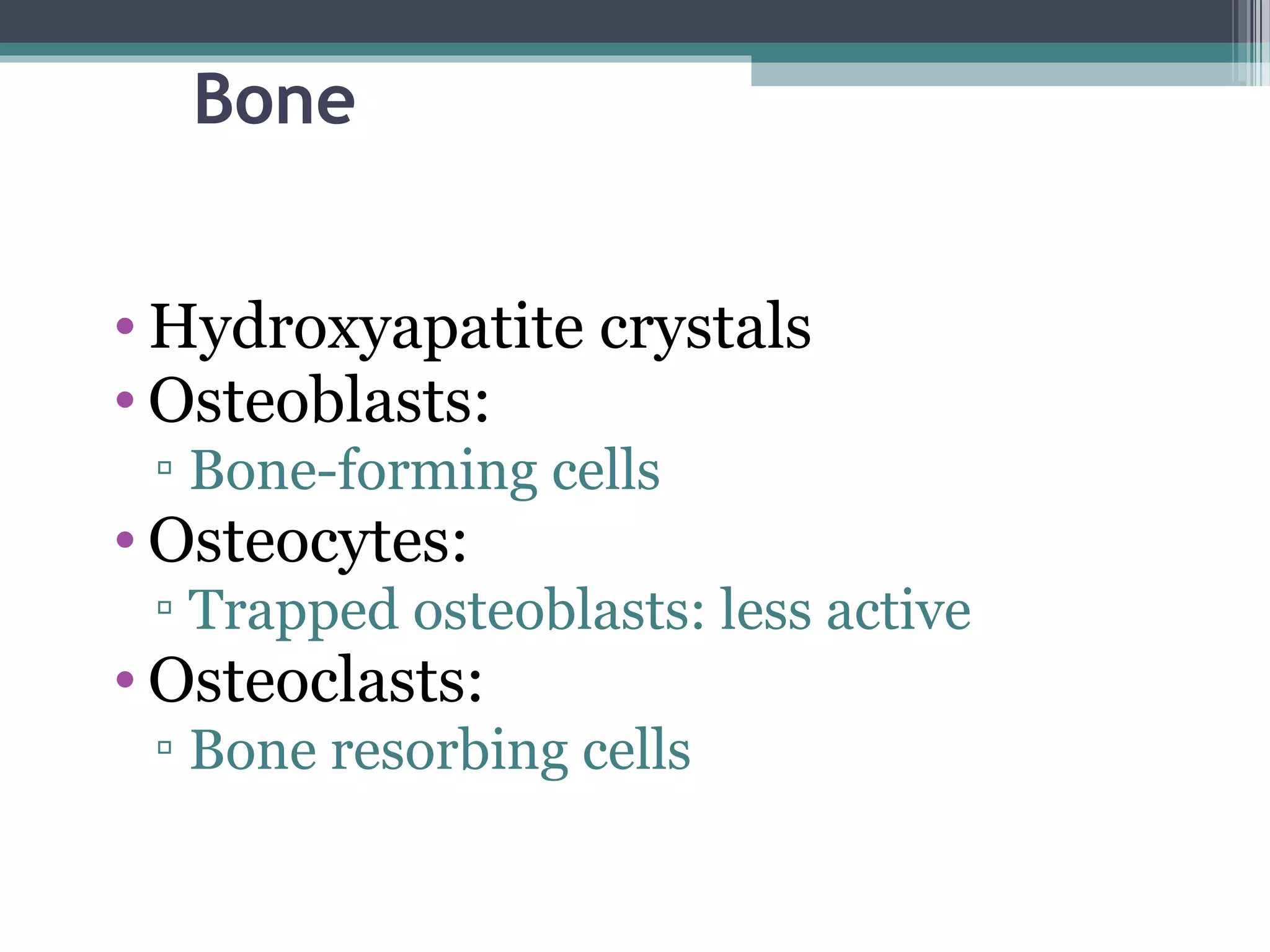 Bone
• Hydroxyapatite crystals
• Osteoblasts:
▫ Bone-forming cells
• Osteocytes:
▫ Trapped osteoblasts: less active
• Osteoclasts:
▫ Bone resorbing cells
 