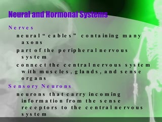 Neural and Hormonal Systems Nerves  neural “cables” containing many axons part of the peripheral nervous system connect the central nervous system with muscles, glands, and sense organs Sensory Neurons   neurons that carry incoming information from the sense receptors to the central nervous system 