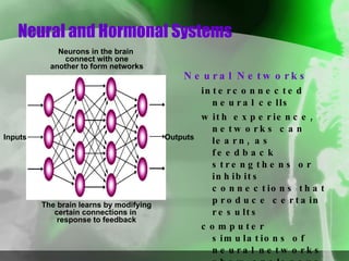 Neural and Hormonal Systems Neural Networks interconnected neural cells  with experience, networks can learn, as feedback strengthens or inhibits connections that produce certain results  computer simulations of neural networks show analogous learning Inputs Outputs Neurons in the brain  connect with one another to form networks The brain learns by modifying certain connections in  response to feedback 