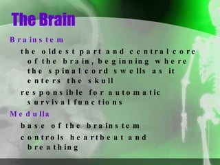 The Brain Brainstem  the oldest part and central core of the brain, beginning where the spinal cord swells as it enters the skull  responsible for automatic survival functions Medulla base of the brainstem controls heartbeat and breathing 