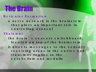 The Brain Reticular Formation a nerve network in the brainstem that plays an important role in controlling arousal Thalamus the brain’s sensory switchboard, located on top of the brainstem it directs messages to the sensory receiving areas in the cortex and transmits replies to the cerebellum and medulla 