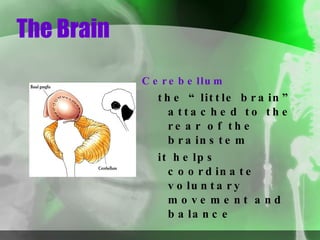 The Brain Cerebellum the “little brain” attached to the rear of the brainstem it helps coordinate voluntary movement and balance 