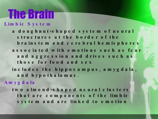 The Brain Limbic System a doughnut-shaped system of neural structures at the border of the brainstem and cerebral hemispheres associated with emotions such as fear and aggression and drives such as those for food and sex  includes the hippocampus, amygdala, and hypothalamus. Amygdala two almond-shaped neural clusters that are components of the limbic system and are linked to emotion 