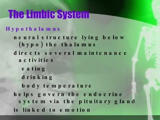 The Limbic System Hypothalamus neural structure lying below (hypo) the thalamus directs several maintenance activities eating drinking body temperature helps govern the endocrine system via the pituitary gland is linked to emotion 