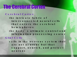 The Cerebral Cortex Cerebral Cortex   the intricate fabric of interconnected neural cells that covers the cerebral hemispheres the body’s ultimate control and information processing center Glial Cells   cells in the nervous system that are not neurons but that support, nourish, and protect neurons 