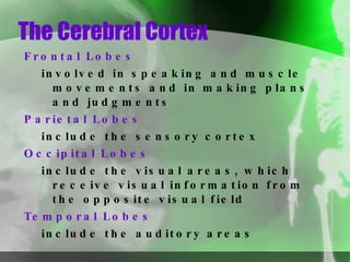 The Cerebral Cortex Frontal Lobes   involved in speaking and muscle movements and in making plans and judgments Parietal Lobes   include the sensory cortex Occipital Lobes   include the visual areas, which receive visual information from the opposite visual field Temporal Lobes   include the auditory areas 
