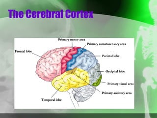 The Cerebral Cortex 