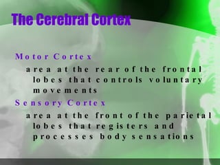 The Cerebral Cortex Motor Cortex area at the rear of the frontal lobes that controls voluntary movements Sensory Cortex area at the front of the parietal lobes that registers and processes body sensations 