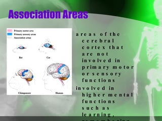 Association Areas areas of the cerebral cortex that are not involved in primary motor or sensory functions involved in higher mental functions such as learning, remembering, thinking, and speaking 
