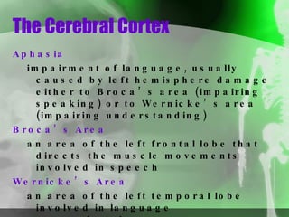 The Cerebral Cortex Aphasia impairment of language, usually caused by left hemisphere damage either to Broca’s area (impairing speaking) or to Wernicke’s area (impairing understanding) Broca’s Area   an area of the left frontal lobe that directs the muscle movements involved in speech Wernicke’s Area   an area of the left temporal lobe involved in language comprehension 