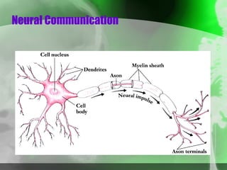 Neural Communication 