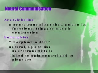 Neural Communication Acetylcholine a neurotransmitter that, among its functions, triggers muscle contraction Endorphins “ morphine within”  natural, opiate-like neurotransmitters linked to pain control and to pleasure 