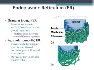 Cell structure and genetic control | PPT