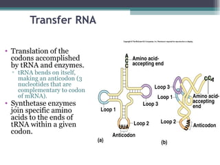 Transfer Rna Codon Cell structure and genetic control | PPT