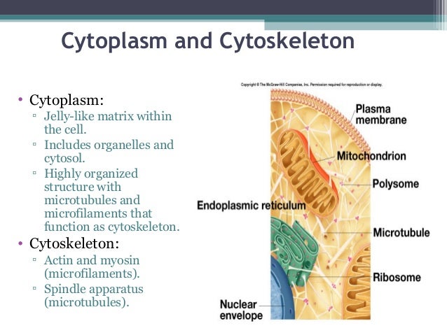 Cell structure and genetic control