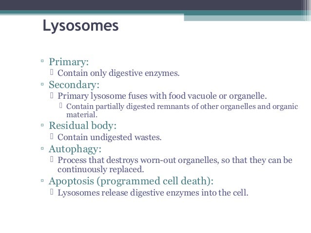 What organelles contain digestive enzymes?