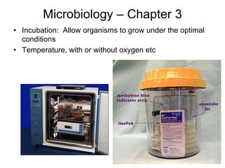 Microbiology – Chapter 3
• Incubation: Allow organisms to grow under the optimal
conditions
• Temperature, with or without oxygen etc
 
