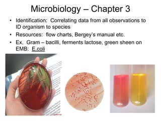 Microbiology – Chapter 3
• Identification: Correlating data from all observations to
ID organism to species
• Resources: flow charts, Bergey’s manual etc.
• Ex. Gram – bacilli, ferments lactose, green sheen on
EMB: E.coli
 
