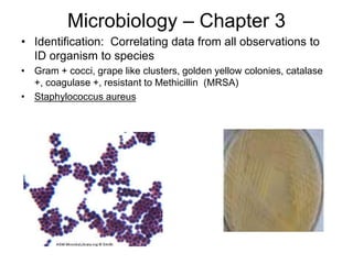 Microbiology – Chapter 3
• Identification: Correlating data from all observations to
ID organism to species
• Gram + cocci, grape like clusters, golden yellow colonies, catalase
+, coagulase +, resistant to Methicillin (MRSA)
• Staphylococcus aureus
 