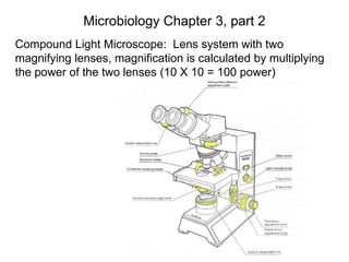 Microbiology Chapter 3, part 2
Compound Light Microscope: Lens system with two
magnifying lenses, magnification is calculated by multiplying
the power of the two lenses (10 X 10 = 100 power)
 