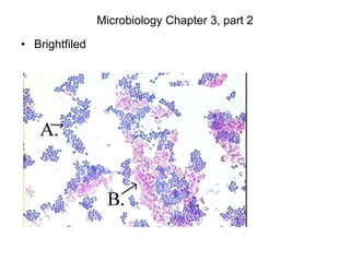 Microbiology Chapter 3, part 2
• Brightfiled
 