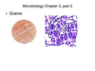 Microbiology Chapter 3, part 2
• Grams
 