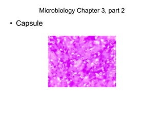 Microbiology Chapter 3, part 2
• Capsule
 