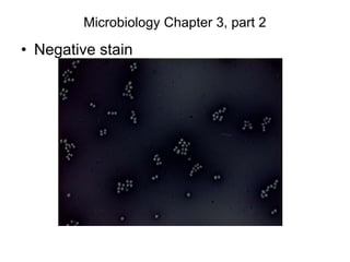Microbiology Chapter 3, part 2
• Negative stain
 