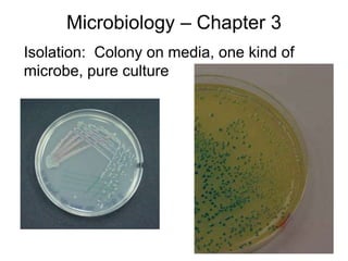 Microbiology – Chapter 3
Isolation: Colony on media, one kind of
microbe, pure culture
 