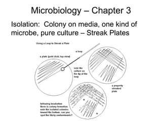 Microbiology – Chapter 3
Isolation: Colony on media, one kind of
microbe, pure culture – Streak Plates
 