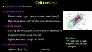 Cell envelope
• It is a three-layered structure:
• Glycocalyx : (outer)
• Present as slime layer (loose sheath) or capsule (tough).
• Bacteria are better observed when stained(Gram staining).
• Cell wall:(middle)
• Made up of peptidoglycan (in Gram positive bacteria) and
murein (in Gram negative bacteria).
• It gives mechanical strength to the cell.
• Cell membrane:(inner)
• A phospholipid bilayer.
Function:
• Protection to the cell.
• Help in inter-cellular
transport.
Rahul Sir's notes
 