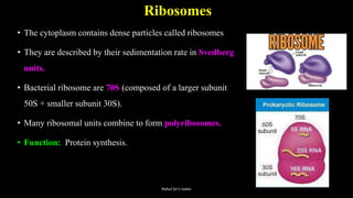Ribosomes
• The cytoplasm contains dense particles called ribosomes
• They are described by their sedimentation rate in Svedberg
units.
• Bacterial ribosome are 70S (composed of a larger subunit
50S + smaller subunit 30S).
• Many ribosomal units combine to form polyribosomes.
• Function: Protein synthesis.
Rahul Sir's notes
 