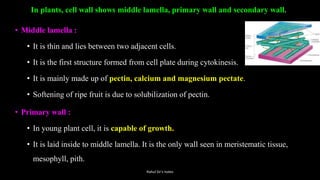 In plants, cell wall shows middle lamella, primary wall and secondary wall.
• Middle lamella :
• It is thin and lies between two adjacent cells.
• It is the first structure formed from cell plate during cytokinesis.
• It is mainly made up of pectin, calcium and magnesium pectate.
• Softening of ripe fruit is due to solubilization of pectin.
• Primary wall :
• In young plant cell, it is capable of growth.
• It is laid inside to middle lamella. It is the only wall seen in meristematic tissue,
mesophyll, pith.
Rahul Sir's notes
 