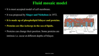 Fluid mosaic model
• It is most accepted model of cell membrane.
• It was proposed by Singer and Nicholson in 1972.
• It is made up of phospholipid bilayer and proteins.
• Proteins are like icebergs in the sea of lipids.
• Proteins can change their position. Some proteins are
intrinsic i.e. occur at different depths of bilayer.
Rahul Sir's notes
 