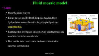 Fluid mosaic model
• Lipid:
• Phospholipids bilayer.
• Lipids posses one hydrophilic polar head and two
hydrophobic non-polar tails. So, phospholipids are
amphipathic.
• It arranged in two layers in such a way that their tails are
sandwitched in between heads.
• Due to this, tails never come in direct contact with
aqueous surrounding.
Rahul Sir's notes
 