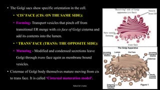 • The Golgi sacs show specific orientation in the cell.
• ‘CIS’ FACE (CIS: ON THE SAME SIDE):
• Forming- Transport vesicles that pinch off from
transitional ER merge with cis face of Golgi cisterna and
add its contents into the lumen.
• ‘ TRANS’ FACE (TRANS: THE OPPOSITE SIDE):
• Maturing - Modified and condensed secretions leave
Golgi through trans face again as membrane bound
vesicles.
• Cisternae of Golgi body themselves mature moving from cis
to trans face. It is called ‘Cisternal maturation model’.
Rahul Sir's notes
 
