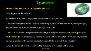 Lysosomes
• Dismantling and restructuring units of a cell.
• Mostly present in animal.
• Lysosomes arise from Golgi associated endoplasmic reticulum.
• These are membrane bound vesicles containing hydrolytic enzymes to digest (hydrolyse)
macromolecules. It show optimal activity in acidic pH.
• The list of lysosomal enzymes includes all types of hydrolases viz, amylases, proteases
and lipases. These enzymes are in inactive state and are activated only when a lysosome
comes in contact with another particular organelle to form a hybrid structure.
• After the action of enzymes is over, the lysosome is reformed and re-used.
Rahul Sir's notes
 
